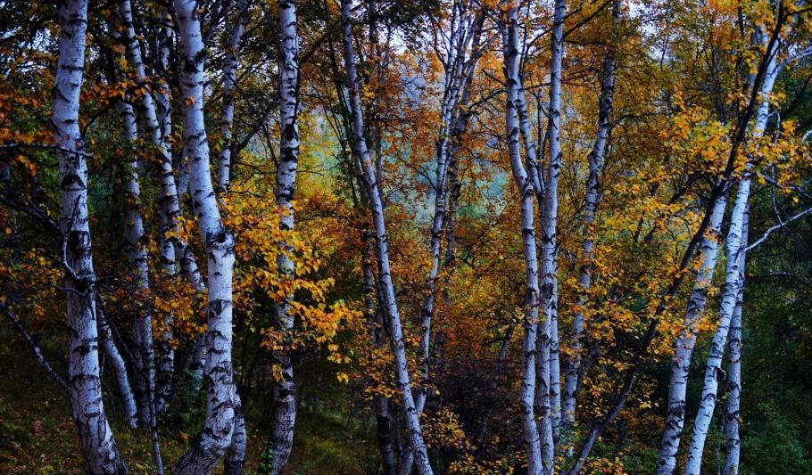 自駕游豐寧壩上_自駕游豐寧壩上草原多少錢_豐寧自駕游