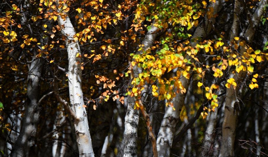 自駕游豐寧壩上草原多少錢_自駕游豐寧壩上_豐寧自駕游