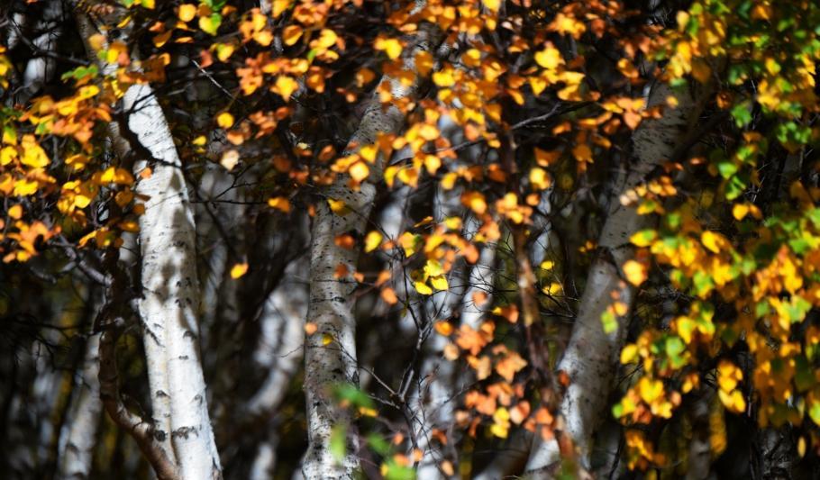 豐寧自駕游_自駕游豐寧壩上草原多少錢_自駕游豐寧壩上