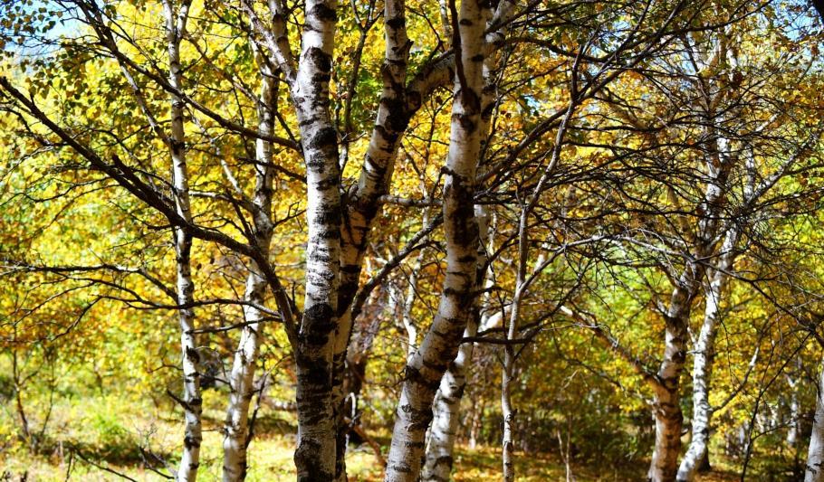 自駕游豐寧壩上_豐寧自駕游_自駕游豐寧壩上草原多少錢