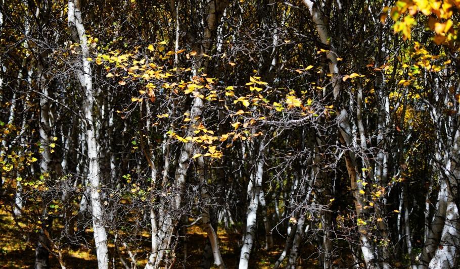 豐寧自駕游_自駕游豐寧壩上草原多少錢_自駕游豐寧壩上