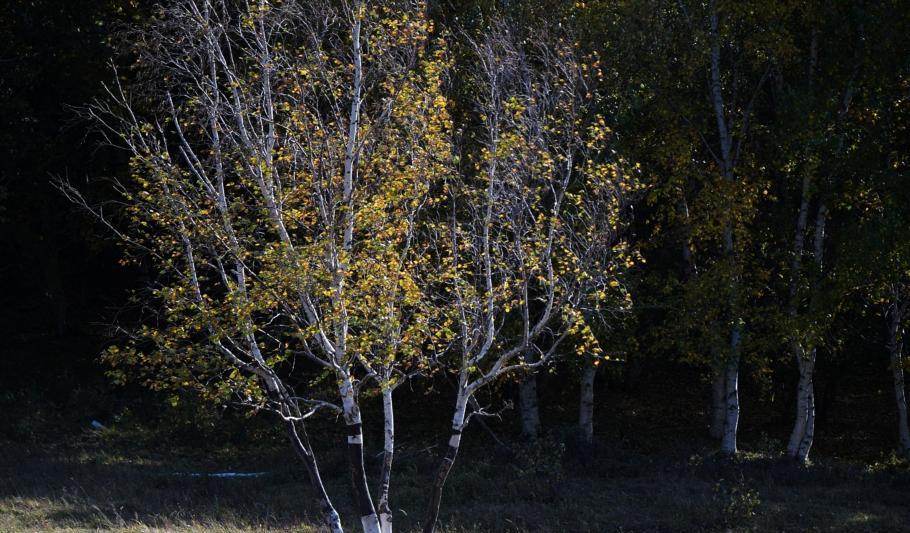 豐寧自駕游_自駕游豐寧壩上_自駕游豐寧壩上草原多少錢