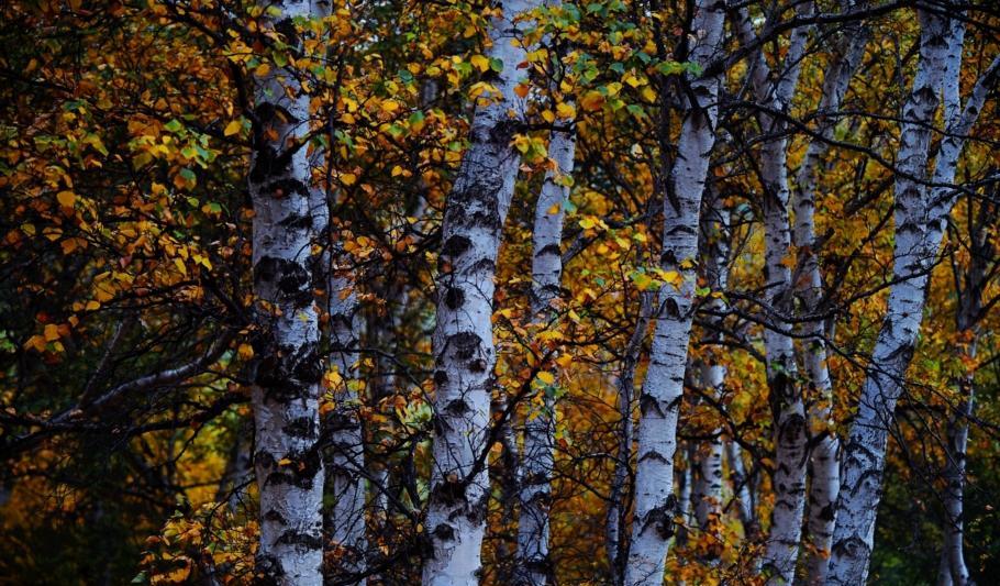 自駕游豐寧壩上_豐寧自駕游_自駕游豐寧壩上草原多少錢