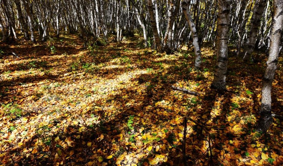 自駕游豐寧壩上草原多少錢_自駕游豐寧壩上_豐寧自駕游