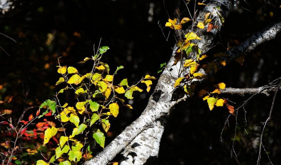 豐寧自駕游_自駕游豐寧壩上_自駕游豐寧壩上草原多少錢