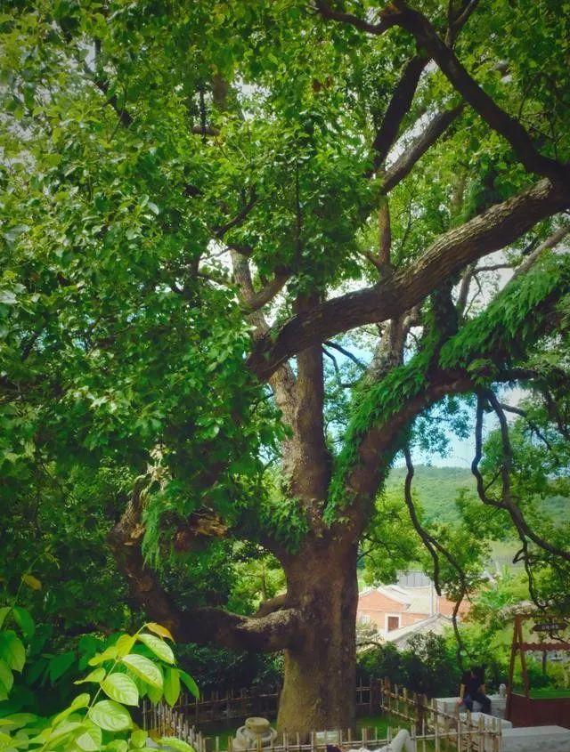 廈門小眾旅游_廈門小眾旅游景點_廈門小眾但絕美的旅游地點