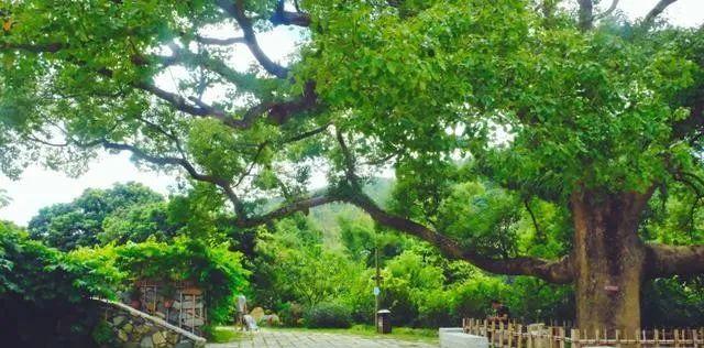 廈門小眾旅游景點_廈門小眾但絕美的旅游地點_廈門小眾旅游