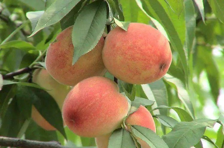 南京周邊寵物自駕游_南京周邊適合帶狗狗玩的地方_南京可以帶寵物的景區