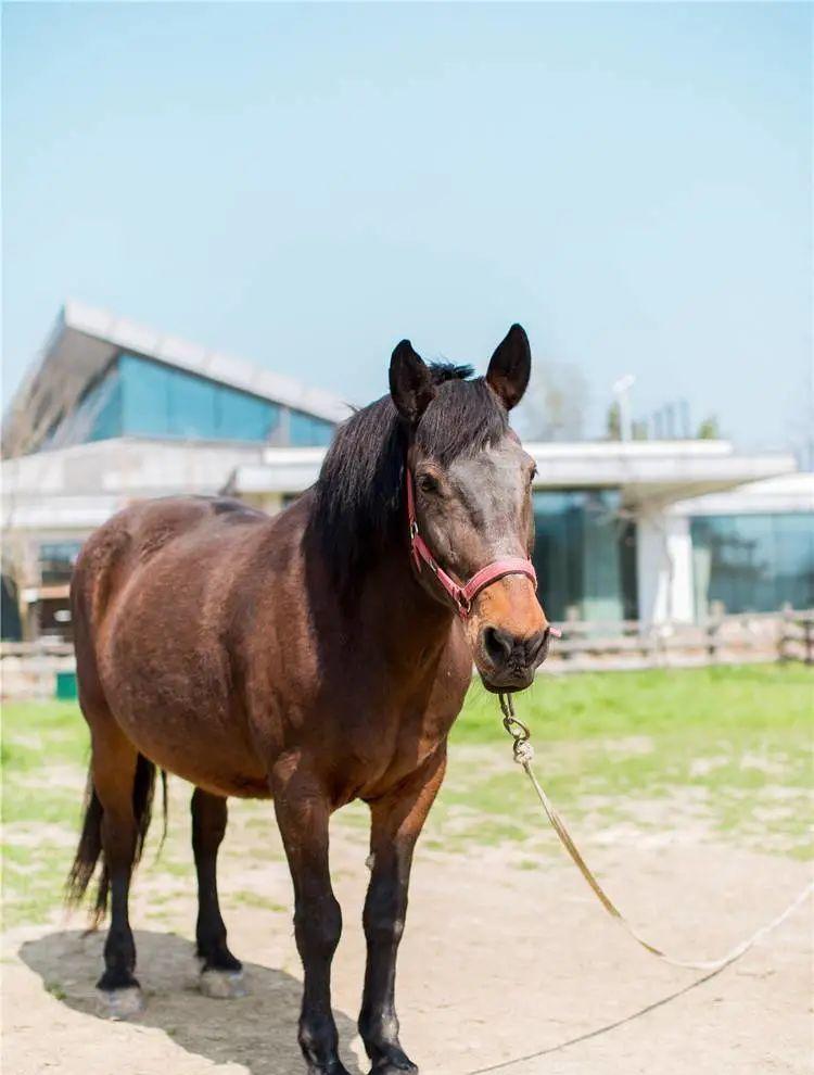 南京周邊適合帶狗狗玩的地方_南京可以帶寵物的景區_南京周邊寵物自駕游