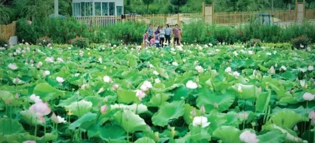 貴州旅游自由行交通攻略_貴州旅游交通_貴州旅游交通攻略