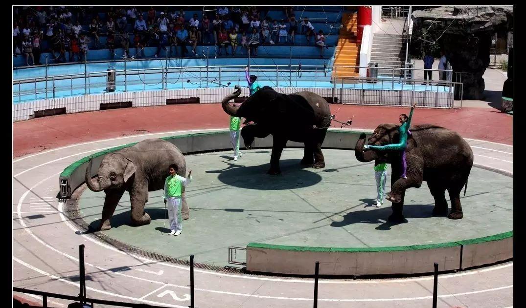 野生動(dòng)物園自駕游_野生動(dòng)物園自駕危險(xiǎn)嗎_自駕野生動(dòng)物園門(mén)票多少一張