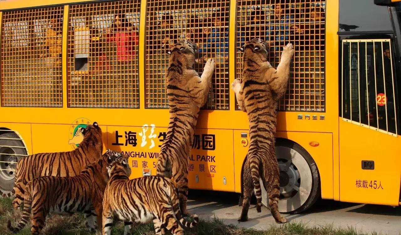 野生動(dòng)物園自駕游_野生動(dòng)物園自駕危險(xiǎn)嗎_自駕野生動(dòng)物園門(mén)票多少一張