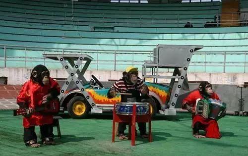 自駕野生動(dòng)物園門(mén)票多少一張_野生動(dòng)物園自駕游_野生動(dòng)物園自駕危險(xiǎn)嗎