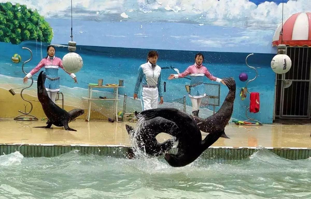 野生動(dòng)物園自駕游_自駕野生動(dòng)物園門(mén)票多少一張_野生動(dòng)物園自駕危險(xiǎn)嗎