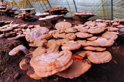 西藏特色旅游產品_西藏旅游特色_西藏特色旅游線路