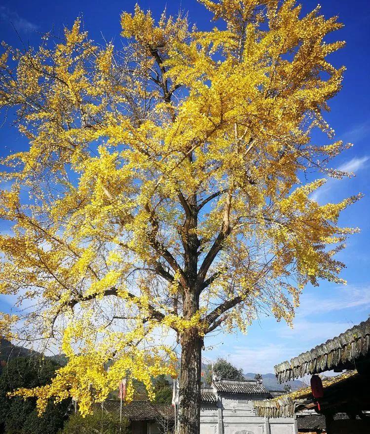 楠溪江徒步攻略_楠溪江自駕游攻略_自駕楠溪江一日游攻略