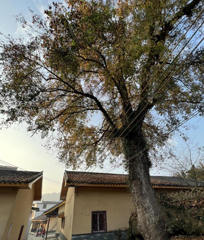 梅關(guān)古道好玩嗎_梅關(guān)古道自駕游_梅關(guān)古道游記