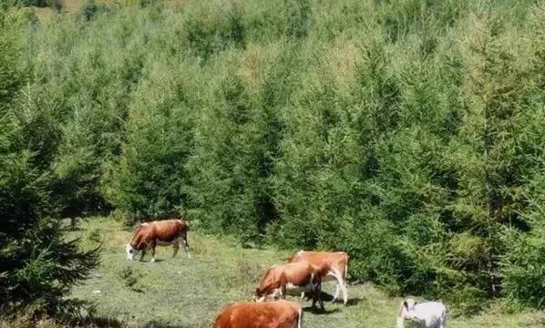 北京去豐寧壩上草原自駕游攻略