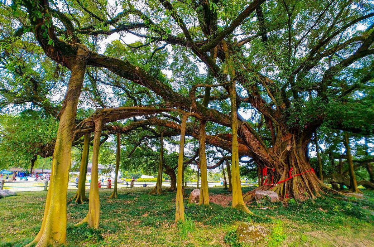 云南瑞麗的景點_云南瑞麗旅游景點_云南瑞麗旅游攻略