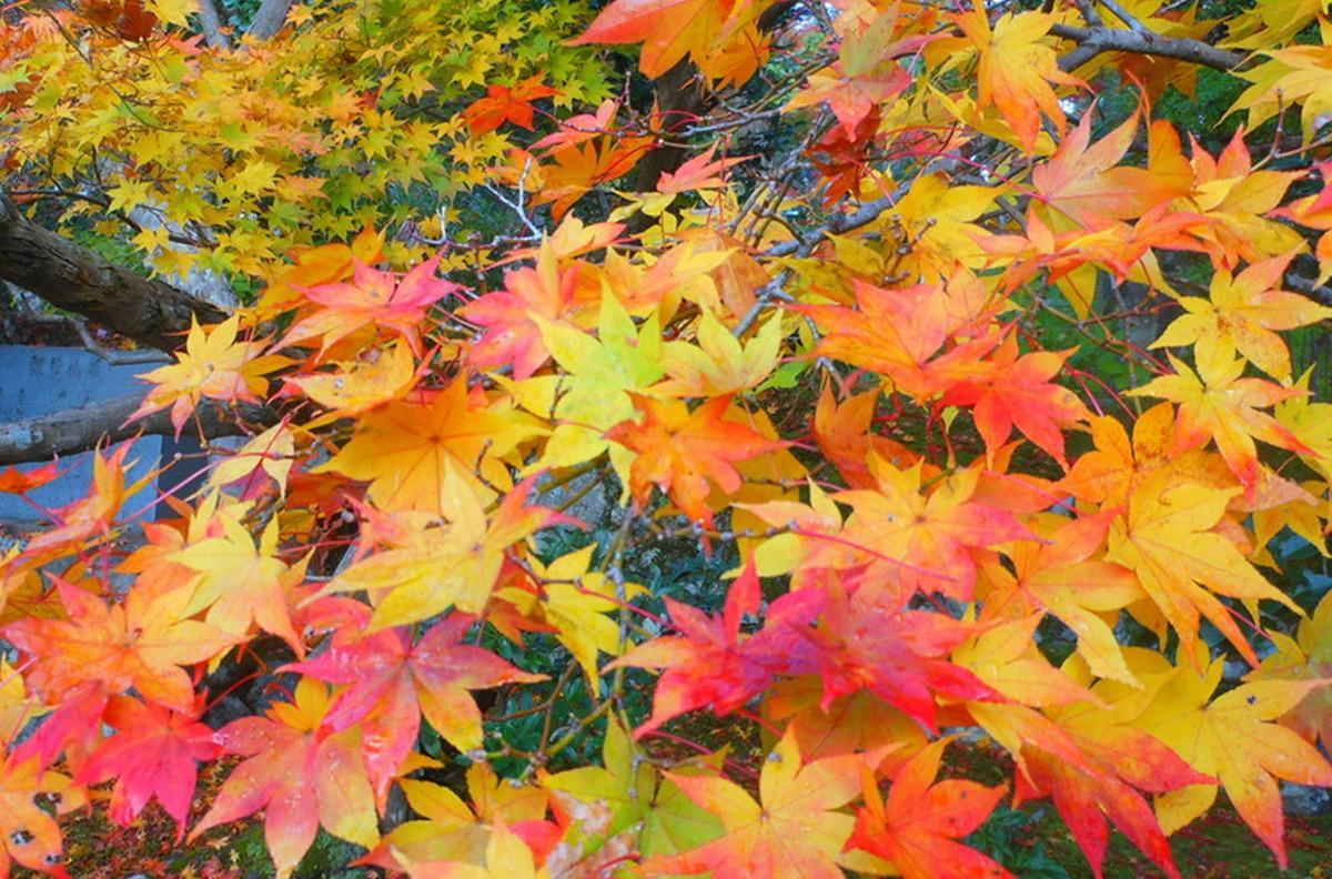 成都周邊 2 小時！臥龍寶藏小眾景點，賞絕美紅葉彩林，打卡國寶同款自然風光