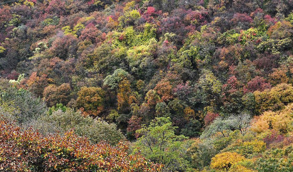 臥龍生態保護區自駕游_臥龍保護區自駕游_臥龍自然保護區旅游
