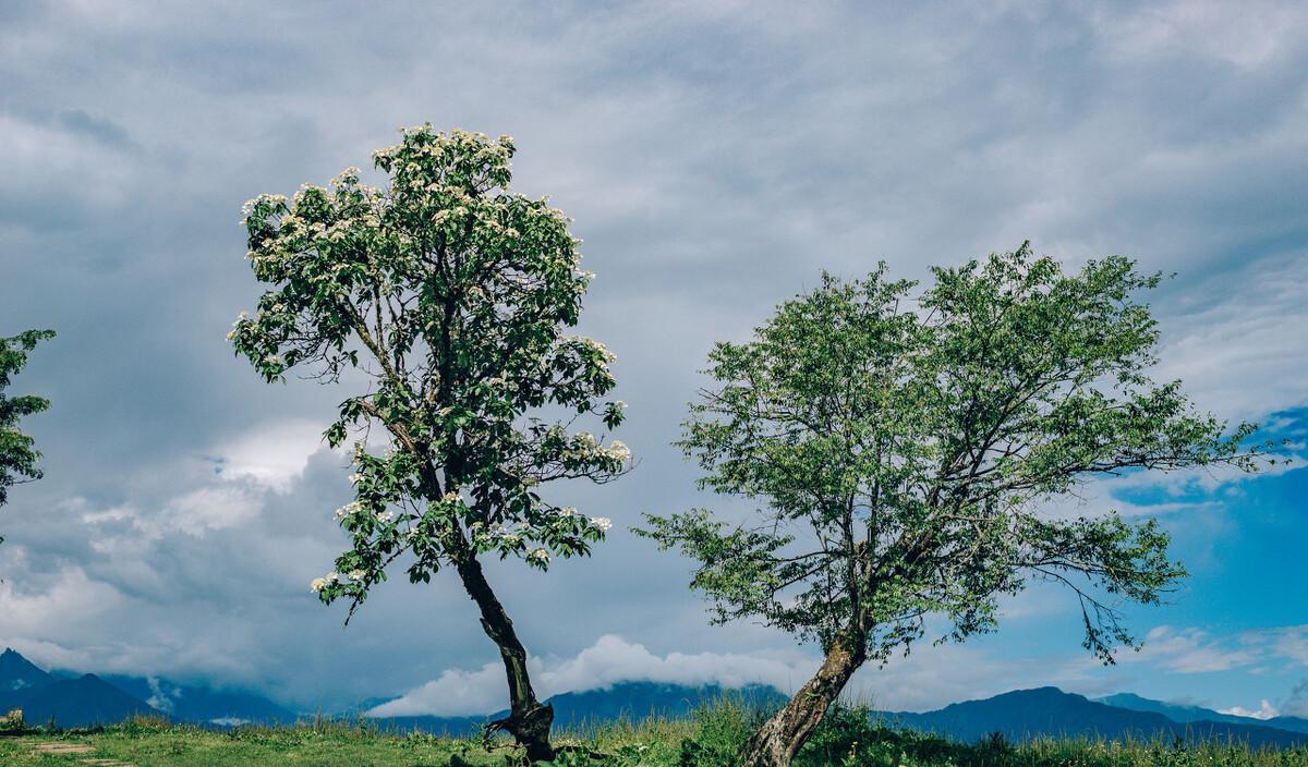 臥龍自然保護區旅游_臥龍保護區自駕游_臥龍生態保護區自駕游