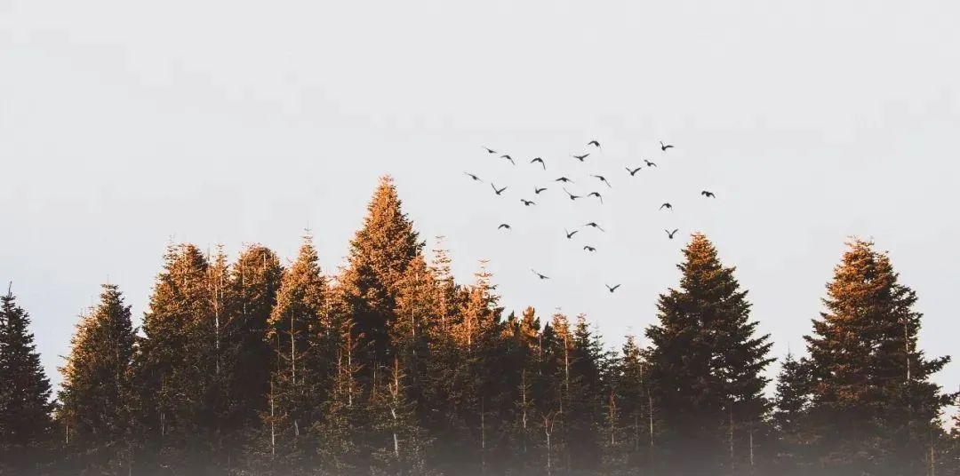 全域旅游是一種旅游活動類型_什么是全域旅游_全域旅游是什么時候提出的