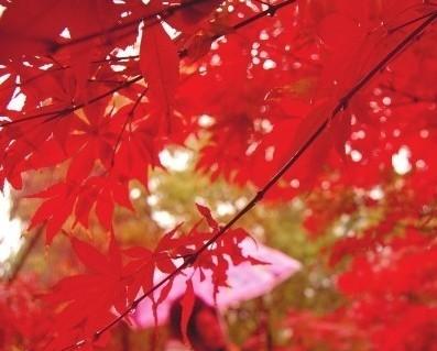 云南旅游必去的景點_云南旅游吧_云南旅游攻略自由行最佳路線