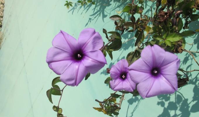 汕頭南澳島自駕游攻略_汕頭出發(fā)南澳島一日跟團(tuán)游_自駕汕頭島攻略南澳游玩