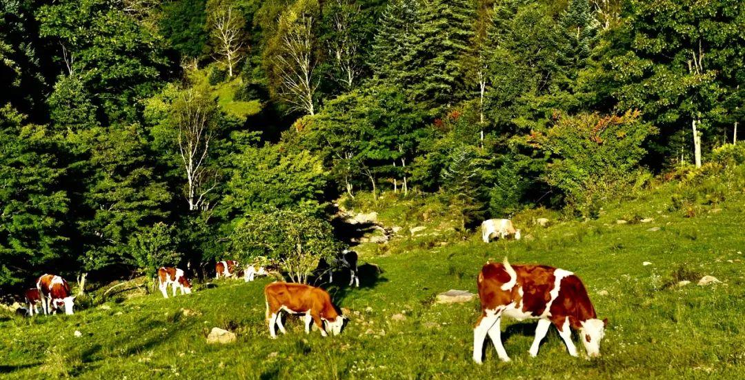 東北秋季自駕游_秋季東北旅游_冬季自駕東北游記
