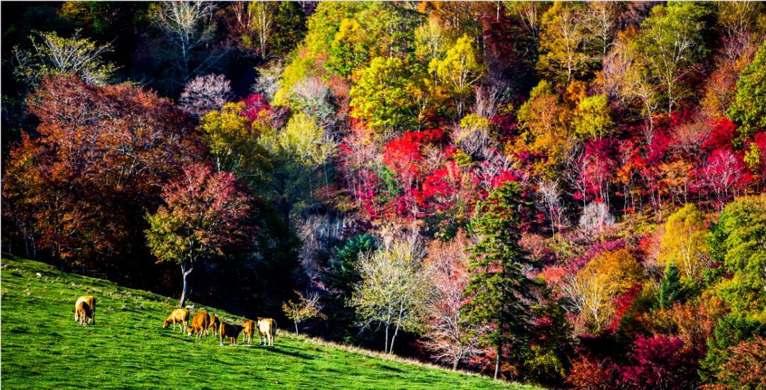 秋季東北旅游_冬季自駕東北游記_東北秋季自駕游
