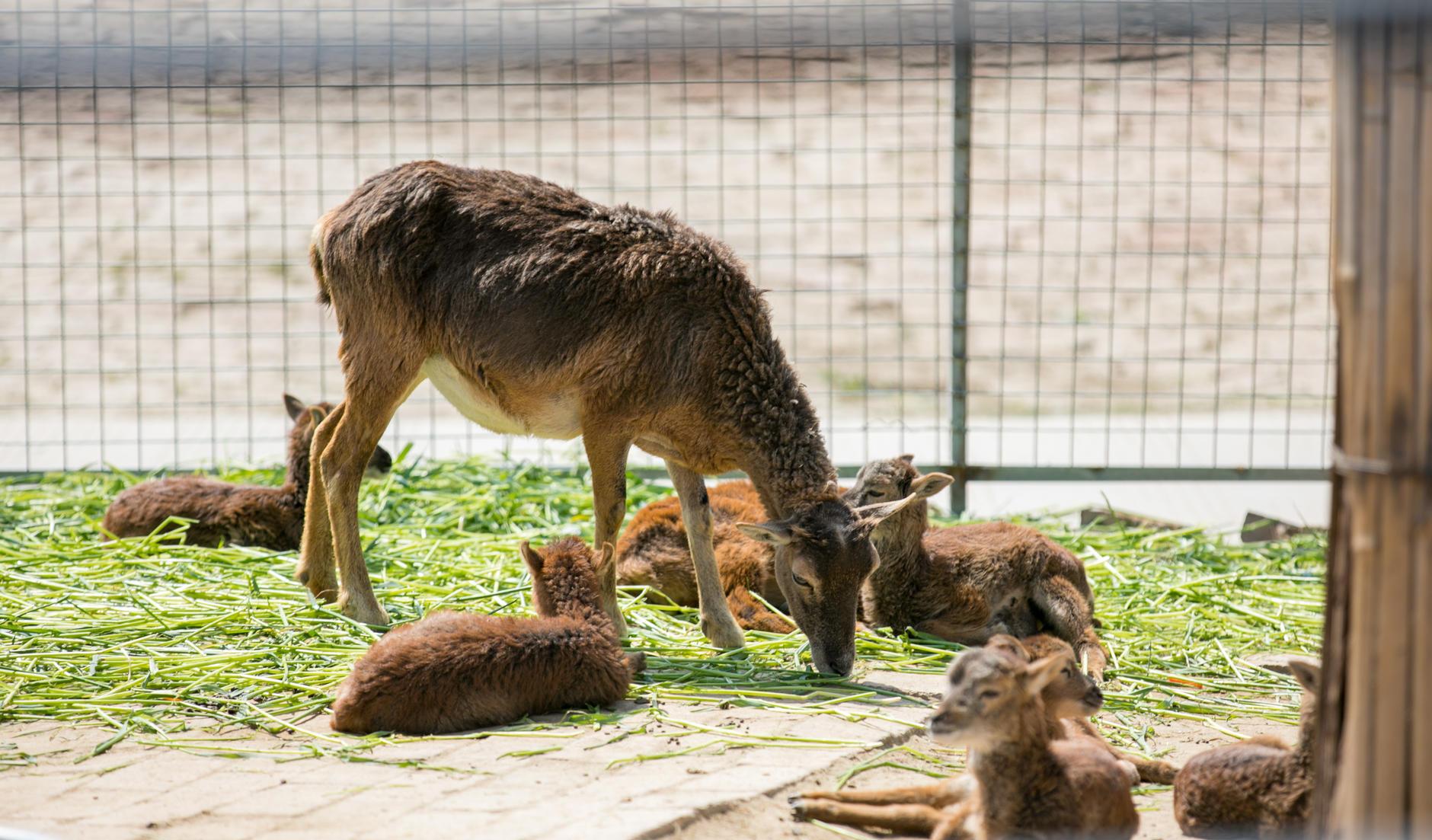 江蘇適合帶狗自駕游的地方_江蘇帶狗自駕游_江蘇帶狗自駕游景點大全