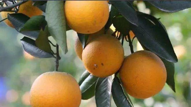 千島湖森林氧吧不自駕怎么去_九連山森林公園自駕游_楓水灣森林溫泉自駕旅