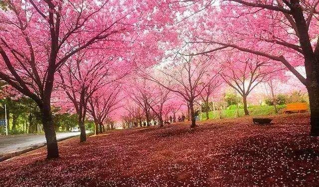 千島湖森林氧吧不自駕怎么去_九連山森林公園自駕游_楓水灣森林溫泉自駕旅
