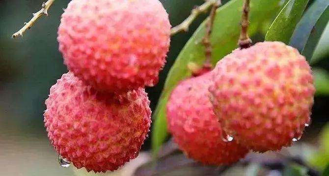 九連山森林公園自駕游_千島湖森林氧吧不自駕怎么去_楓水灣森林溫泉自駕旅