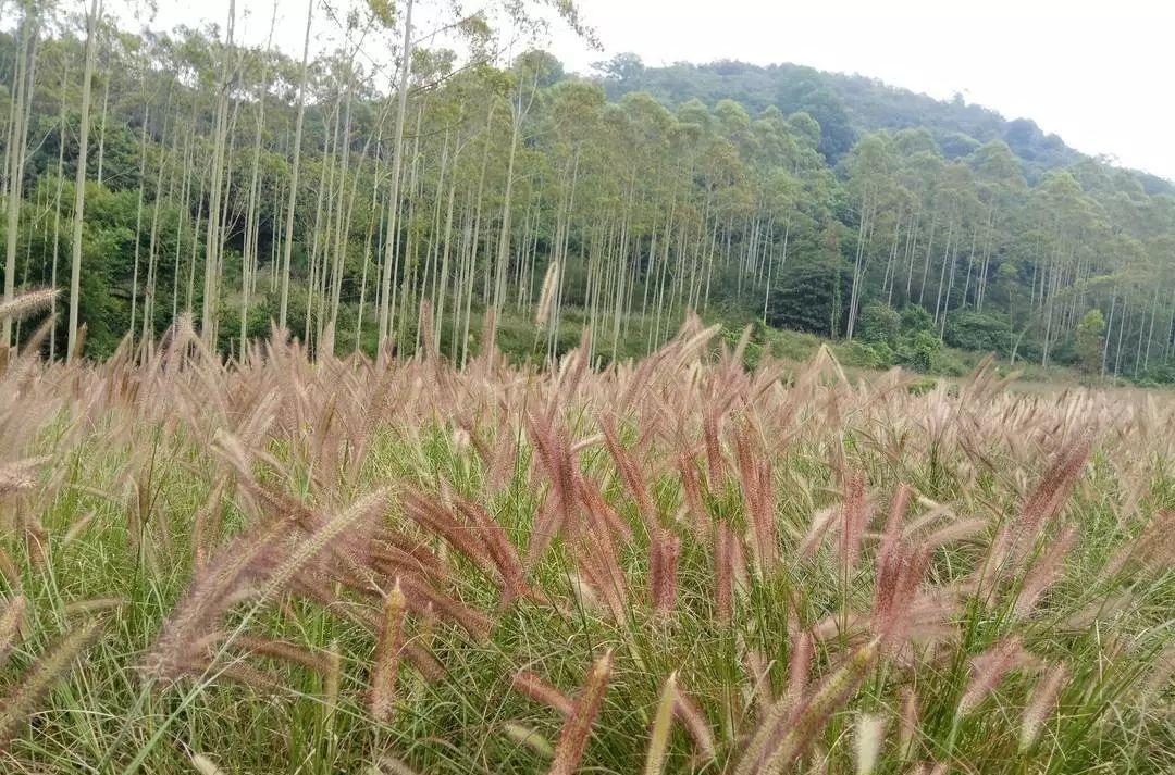 九連山森林公園自駕游_楓水灣森林溫泉自駕旅_千島湖森林氧吧不自駕怎么去
