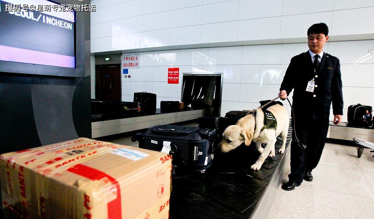 火車托運寵物可以帶幾只_火車托運寵物可以探望寵物嗎_火車可以托運寵物嗎