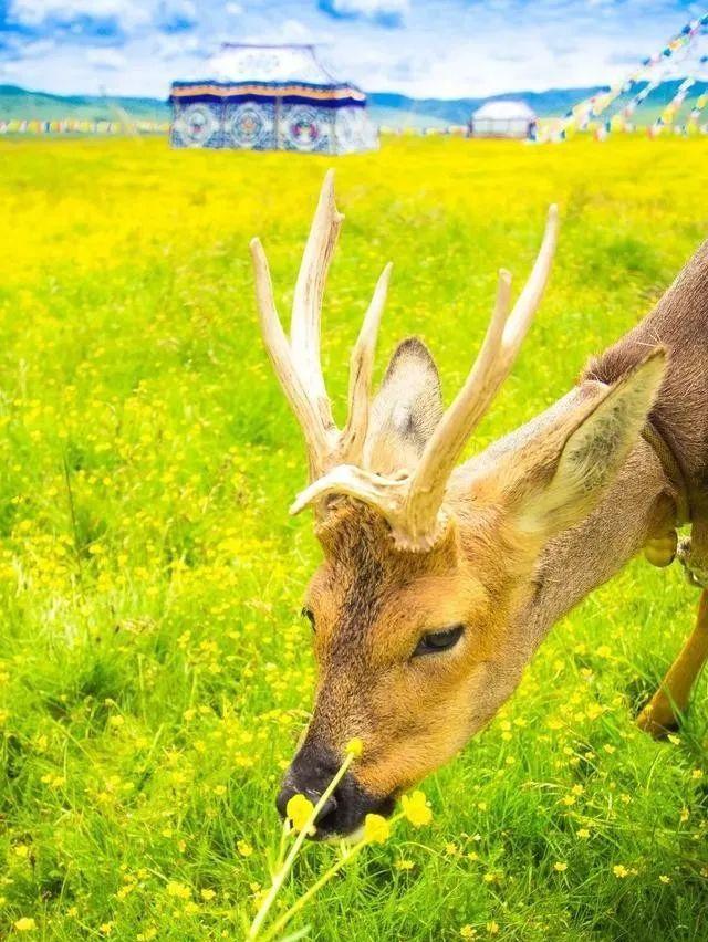 自駕西藏大美游攻略_大美西藏自駕游_自駕游西藏最美路線