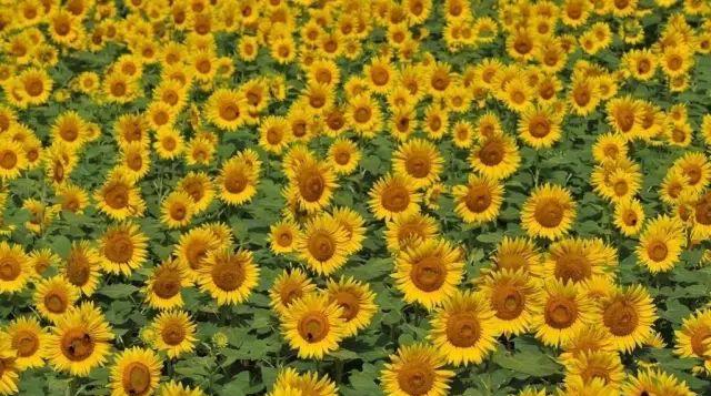 唐山離臺州有多遠_唐山自駕臺山游到哪里好玩_唐山到五臺山自駕游