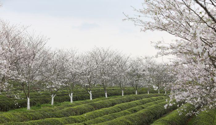 南昌駕車一日游_南昌自駕群_南昌自駕游俱樂部