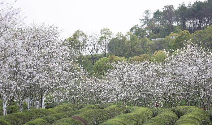 南昌駕車一日游_南昌自駕游俱樂部_南昌自駕群