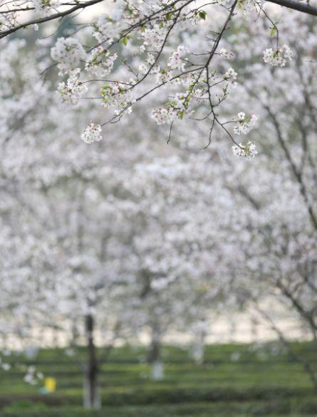 南昌自駕游俱樂部_南昌駕車一日游_南昌自駕群