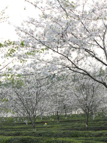 南昌駕車一日游_南昌自駕群_南昌自駕游俱樂部