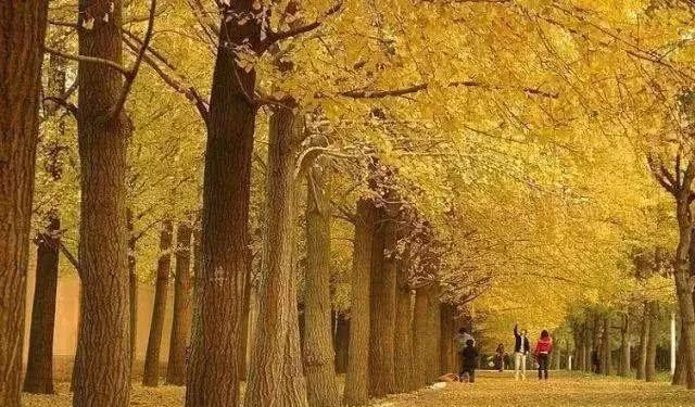 北京秋季自駕游去哪里好玩_北京周邊秋季自駕游_北京周邊秋天自駕