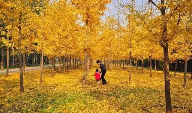 北京周邊秋季自駕游_北京周邊秋天自駕_北京秋季自駕游去哪里好玩