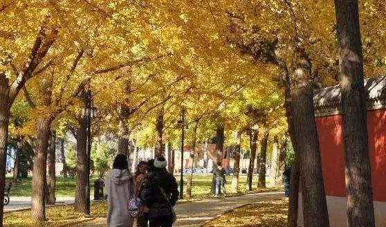 北京周邊秋季自駕游_北京秋季自駕游去哪里好玩_北京周邊秋天自駕