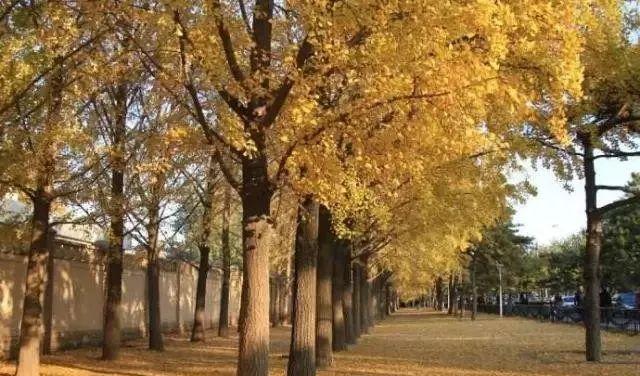 北京秋季自駕游去哪里好玩_北京周邊秋季自駕游_北京周邊秋天自駕