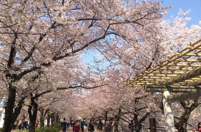 日本幾月份去旅游最合適?日本有哪些值得去的旅游景點?