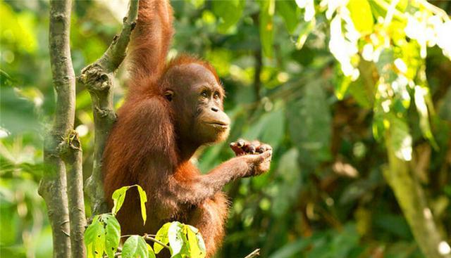 第一次去馬來西亞和新加坡怎么玩?看這篇就夠了!文末有驚喜