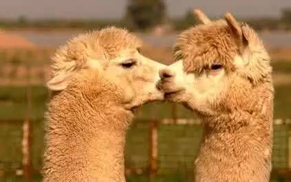 阿根廷旅行簽證_去阿根廷旅游簽證要什么條件_阿根廷旅游簽證